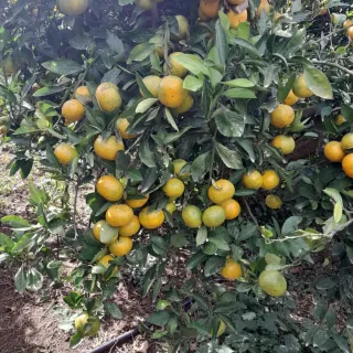 대정골귤꽃농원님의 귤 · 영농일지 작성글 사진