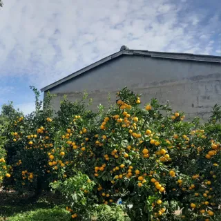 대정골귤꽃농원님의 귤 · 영농일지 작성글 사진