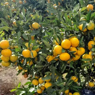 대정골귤꽃농원님의 귤 · 영농일지 작성글 사진