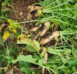 팜모닝 기타작물·병해충상담 게시글 이미지