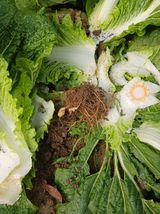 팜모닝 배추·병해충상담 게시글 이미지