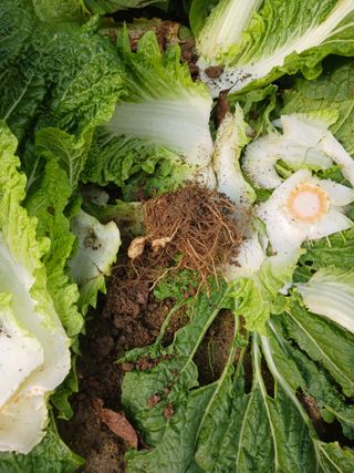 새싹사랑님의 배추 · 병해충상담 작성글 사진