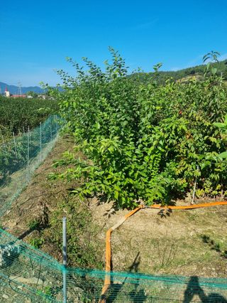 일심묘목농원님의 작성글 사진