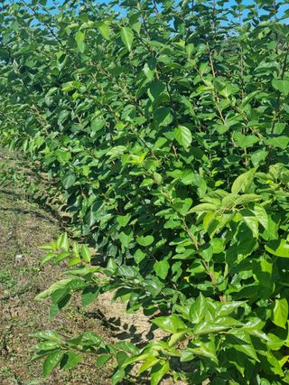 일심묘목농원님의 작성글 사진