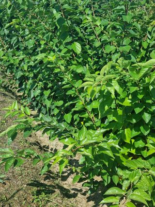 일심묘목농원님의 작성글 사진