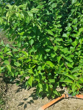 일심묘목농원님의 작성글 사진