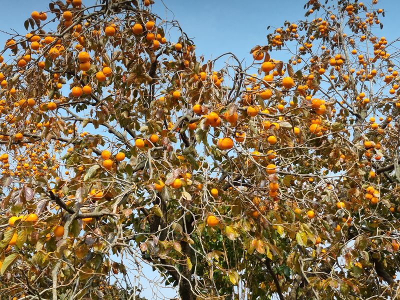 장터 상품 [곳가용감] 썸네일