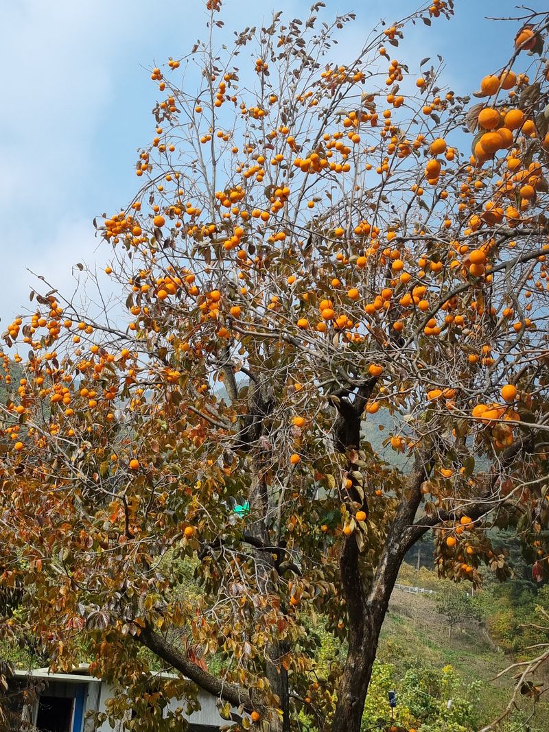 Sky님의 장터 판매 상품 [곳가용감] 첨부 사진