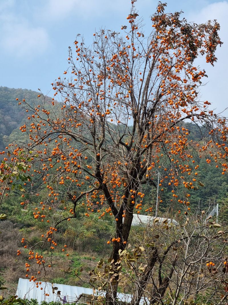 Sky님의 장터 판매 상품 [곳가용감] 첨부 사진