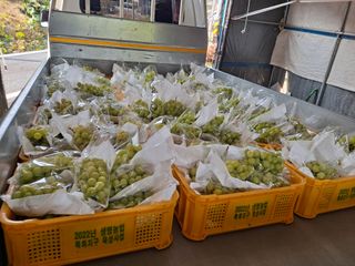 샤인님의 포도 · 영농일지 작성글 사진