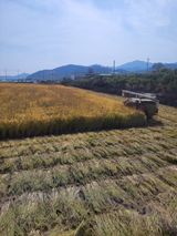 팜모닝 벼·자유게시판 게시글 이미지