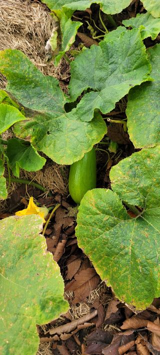 살구15128님의 호박 · 영농일지 작성글 사진