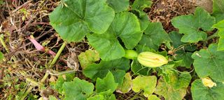 살구15128님의 호박 · 영농일지 작성글 사진