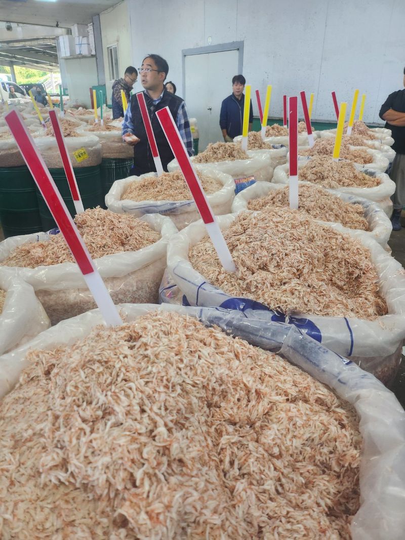 목포 물좋은수산님의 장터 판매 상품 [최상급 숙성 추젓] 첨부 사진