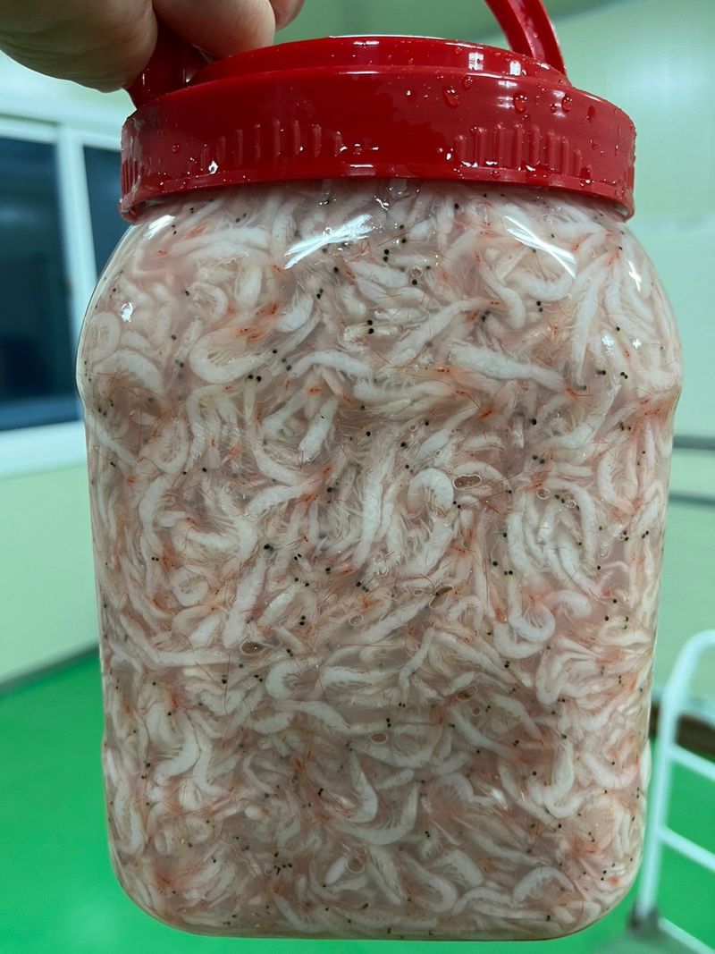 목포 물좋은수산님의 장터 판매 상품 [최상급 숙성 추젓] 첨부 사진