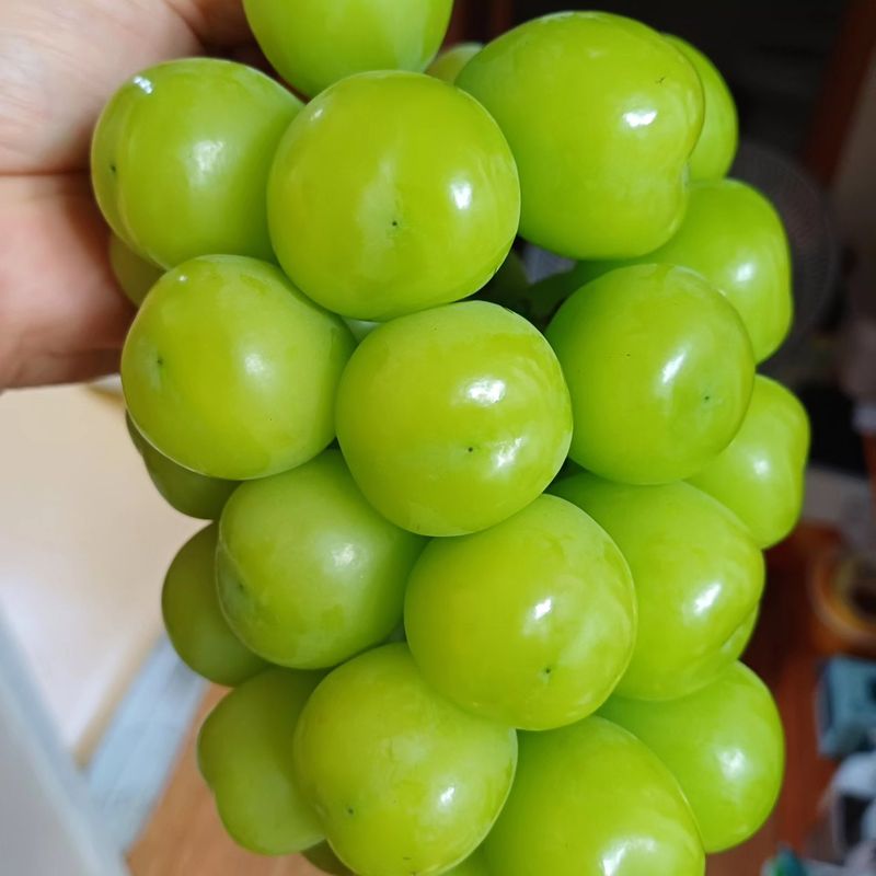 벌꿀농장♡권은주님의 장터 판매 상품 [햇샤인머스켓 2kg*3수 (1박스)] 첨부 사진