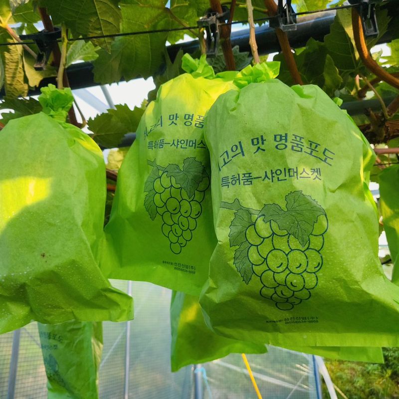 벌꿀농장♡권은주님의 장터 판매 상품 [햇샤인머스켓 2kg*3수 (1박스)] 첨부 사진