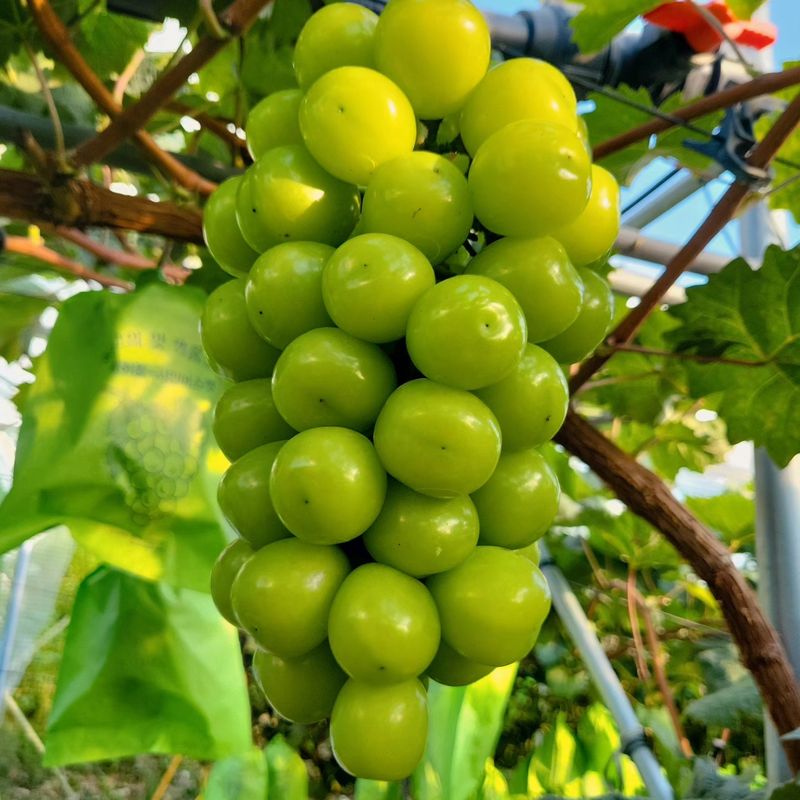 벌꿀농장♡권은주님의 장터 판매 상품 [햇샤인머스켓 2kg*3수 (1박스)] 첨부 사진