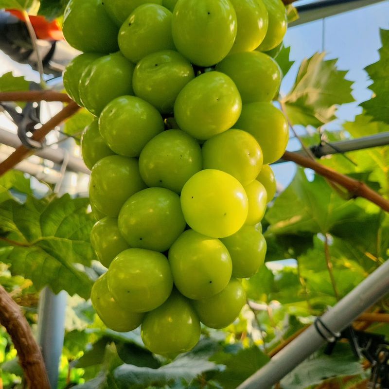 벌꿀농장♡권은주님의 장터 판매 상품 [햇샤인머스켓 2kg*3수 (1박스)] 첨부 사진