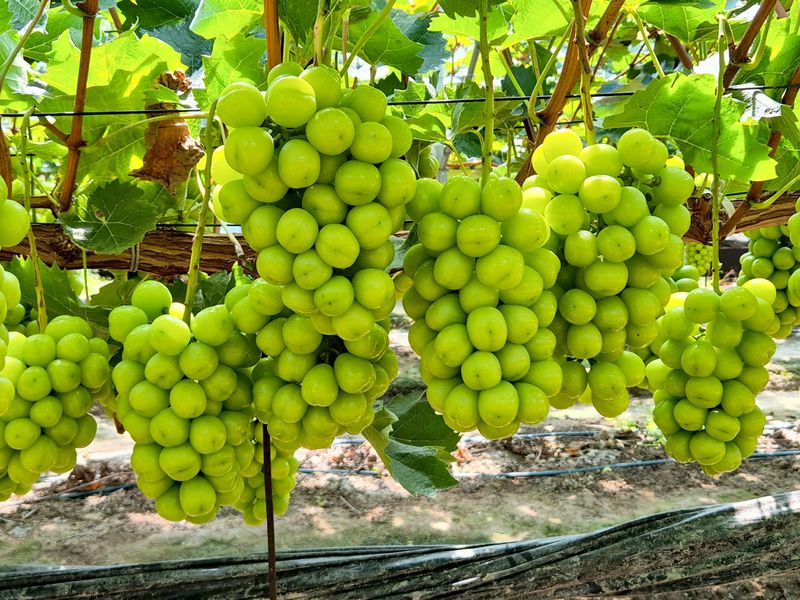 벌꿀*직접생산농장님의 장터 판매 상품 [햇샤인머스켓 2kgㆍ3수 (1박스)] 첨부 사진