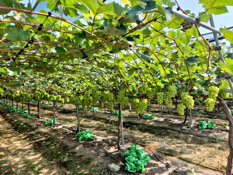 벌꿀*직접생산농장님의 장터 판매 상품 [햇샤인머스켓 2kgㆍ3수 (1박스)] 첨부 사진