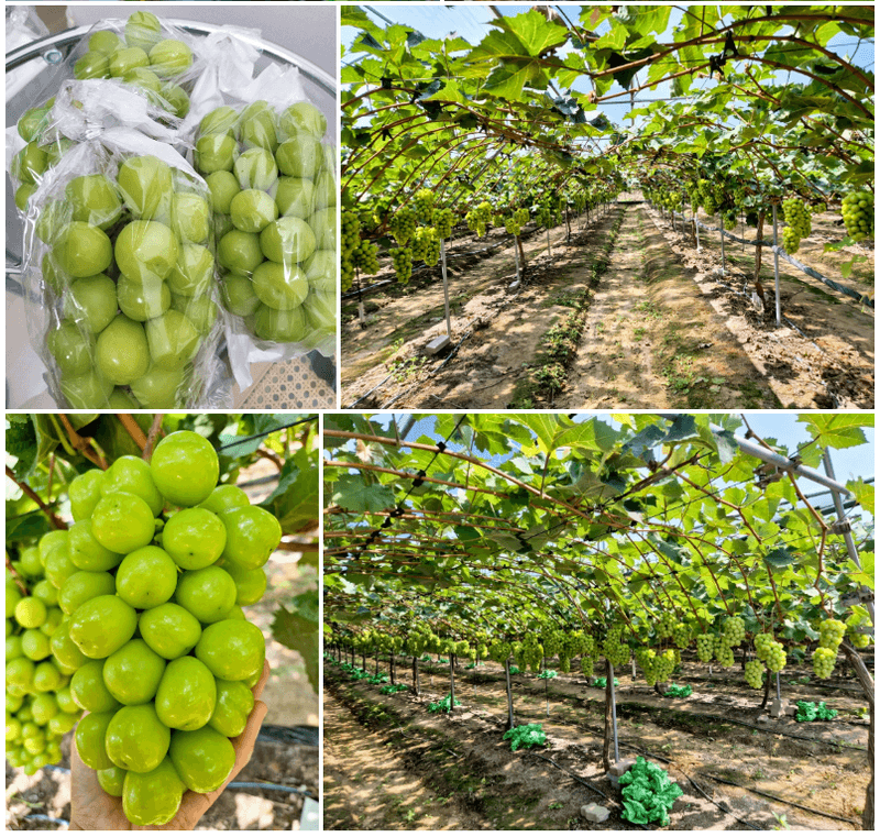 벌꿀*직접생산농장님의 장터 판매 상품 [햇샤인머스켓 2kgㆍ3수 (1박스)] 첨부 사진