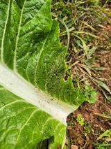 팜모닝 배추·병해충상담 게시글 이미지