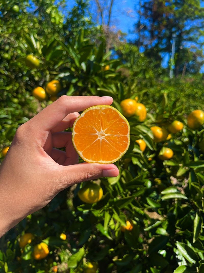 장터 상품 [🍊새콤달콤 맛있는 극조생귤 5kg, 10kg 판매합니다.] 썸네일