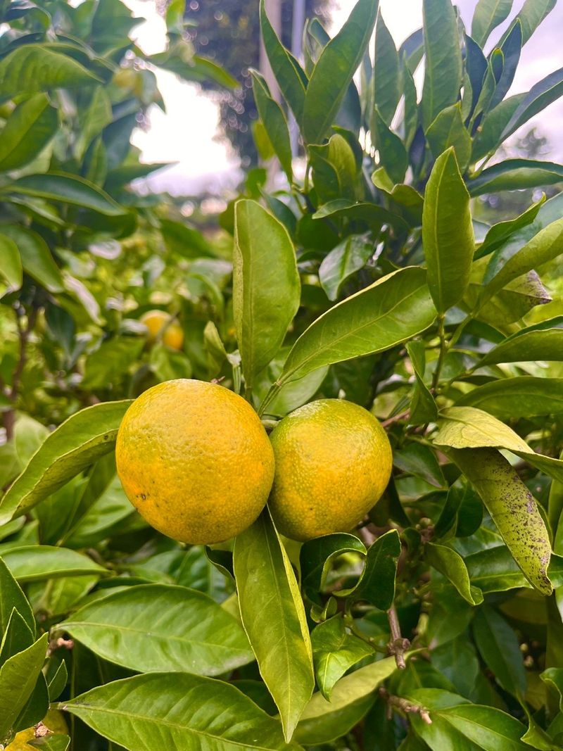 박경민님의 장터 판매 상품 [🍊새콤달콤 맛있는 극조생귤 5kg, 10kg 판매합니다.] 첨부 사진
