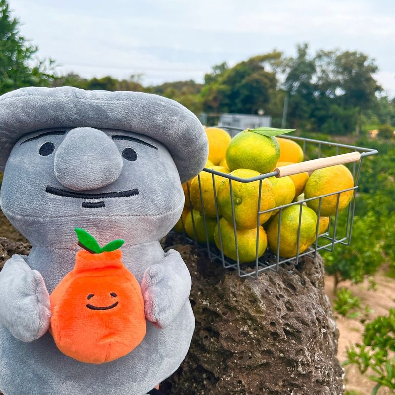 박경민님의 장터 판매 상품 [🍊새콤달콤 맛있는 극조생귤 5kg, 10kg 판매합니다.] 첨부 사진