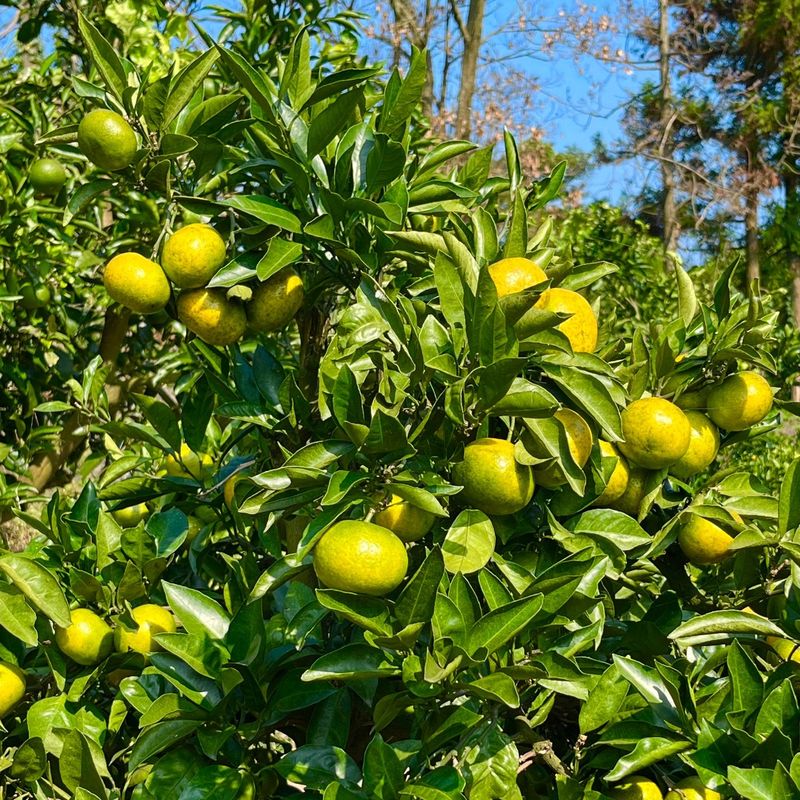 박경민님의 장터 판매 상품 [🍊새콤달콤 맛있는 극조생귤 5kg, 10kg 판매합니다.] 첨부 사진