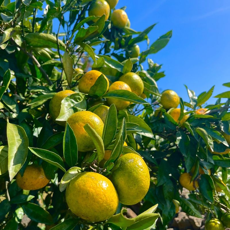 박경민님의 장터 판매 상품 [🍊새콤달콤 맛있는 극조생귤 5kg, 10kg 판매합니다.] 첨부 사진
