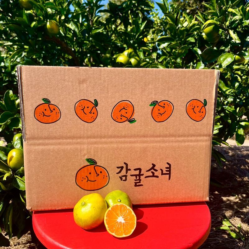 박경민님의 장터 판매 상품 [🍊새콤달콤 맛있는 극조생귤 5kg, 10kg 판매합니다.] 첨부 사진