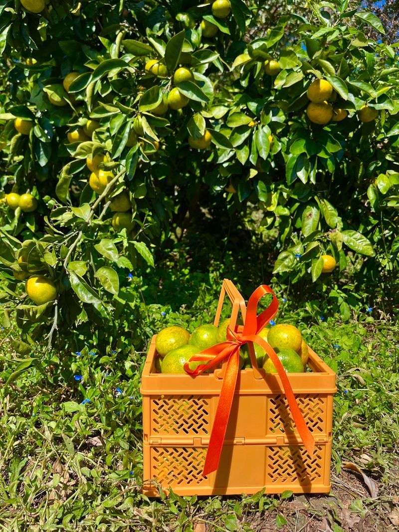 박경민님의 장터 판매 상품 [🍊새콤달콤 맛있는 극조생귤 5kg, 10kg 판매합니다.] 첨부 사진