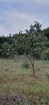 팜모닝 감·자유게시판 게시글 이미지