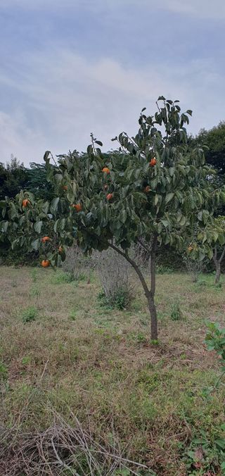 김영진님의 감 · 자유게시판 작성글 사진