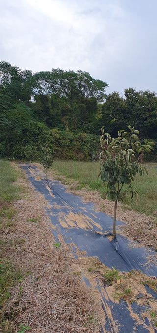 김영진님의 감 · 자유게시판 작성글 사진