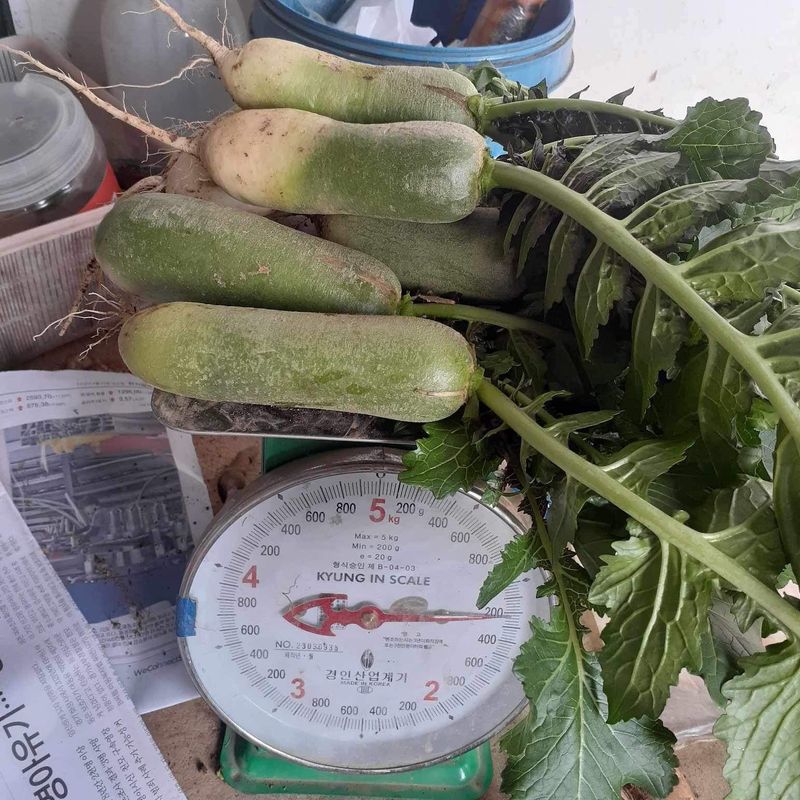 고북면공심채 농인님의 장터 판매 상품 [무,쪽파,고수] 첨부 사진
