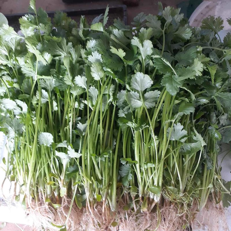 고북면공심채 농인님의 장터 판매 상품 [무,쪽파,고수] 첨부 사진