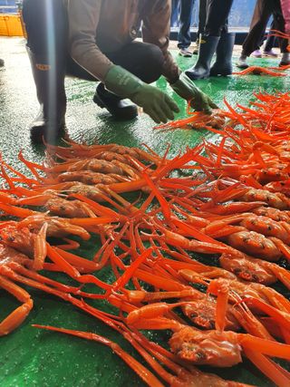 노가네수산님의 장터이야기 · 자유게시판 작성글 사진