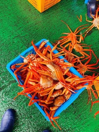 노가네수산님의 장터이야기 · 자유게시판 작성글 사진