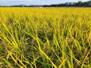 커피나무님의 [팜춘문예] 짧은 시 쓰기 · 참여글 작성글 사진