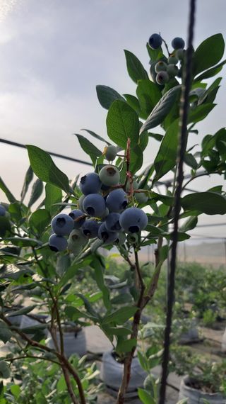 꿈을파는농부_심영도님의 [팜춘문예] 짧은 시 쓰기 · 참여글 작성글 사진
