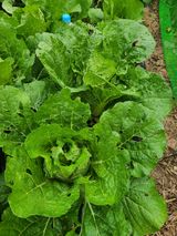 팜모닝 배추·병해충상담 게시글 이미지