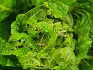 전홍열님의 배추 · 병해충상담 작성글 사진