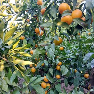 성민감귤농원님의 작성글 사진