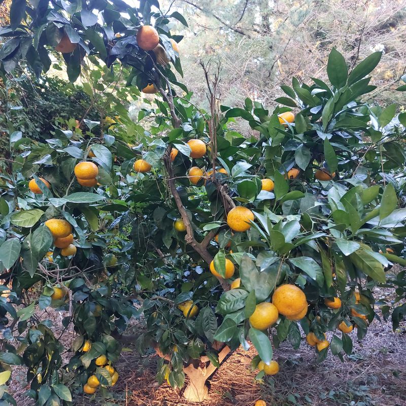 성민감귤농원님의 장터 판매 상품 [노지극조생감귤10KG] 첨부 사진