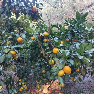 성민감귤농원님의 작성글 사진