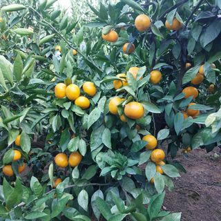 성민감귤농원님의 작성글 사진