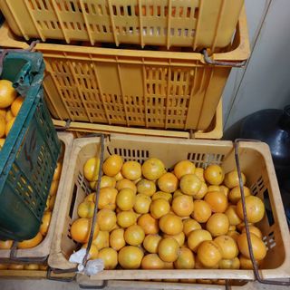 성민감귤농원님의 작성글 사진